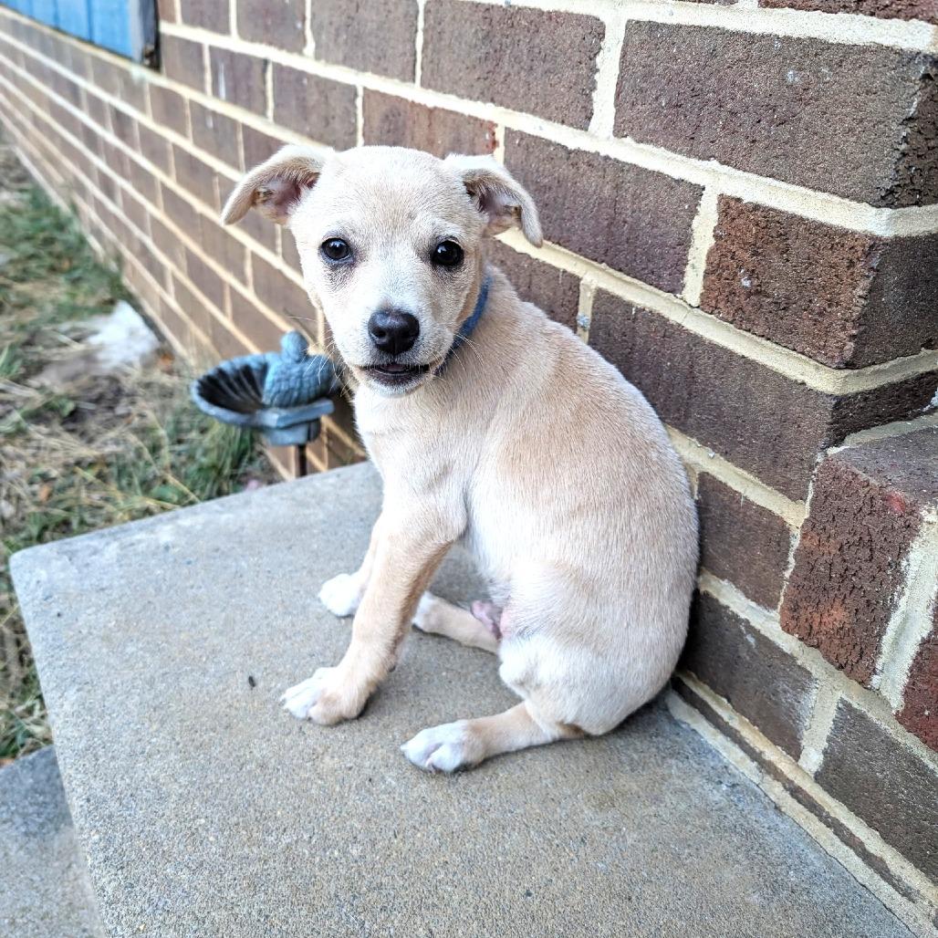 Enlarge Fern's Skelly, a Adoptable mixed breed in Chantilly, VA image 3/6