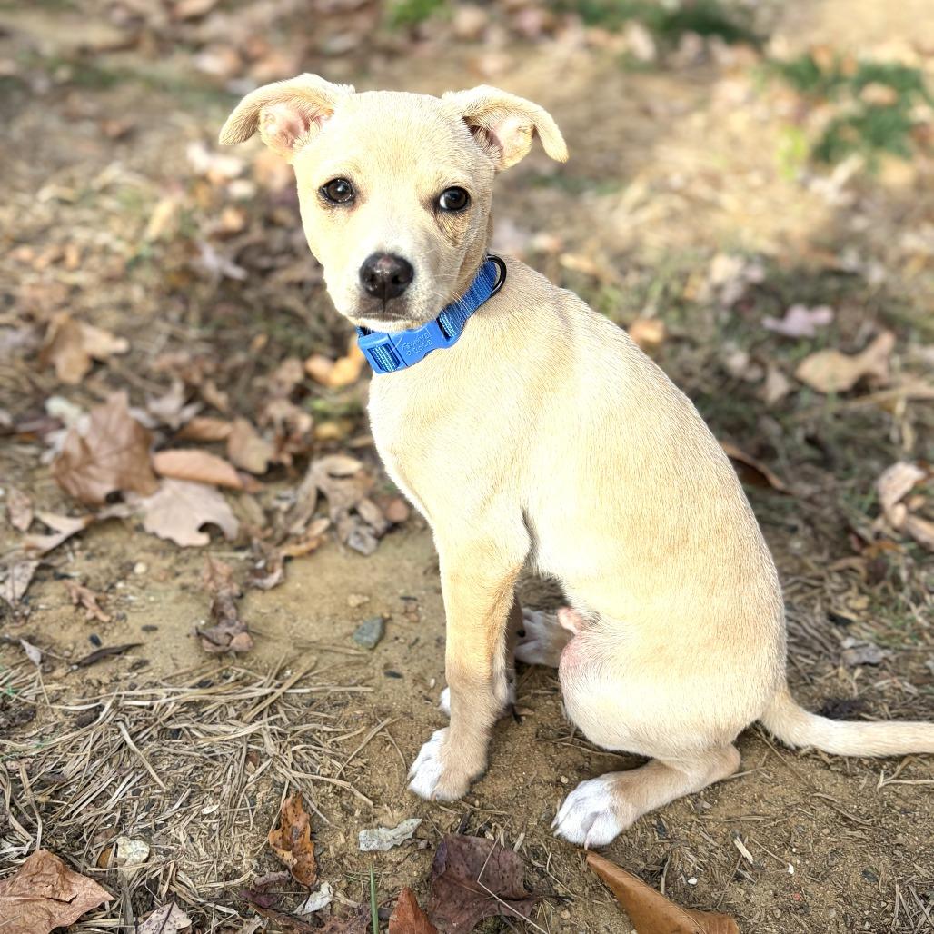 Enlarge Fern's Skelly, a Adoptable mixed breed in Chantilly, VA image 4/6