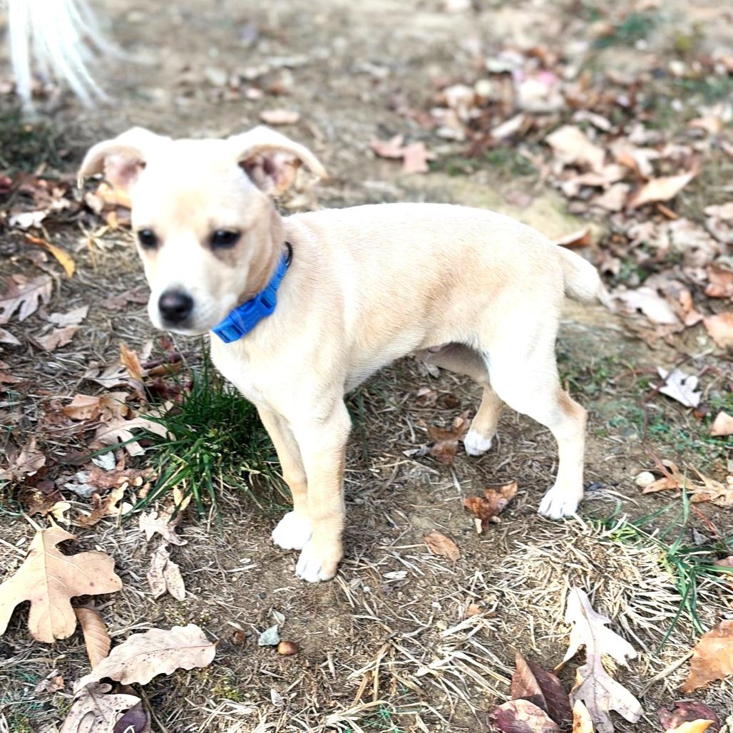 Enlarge Fern's Skelly, a Adoptable mixed breed in Chantilly, VA image 5/6