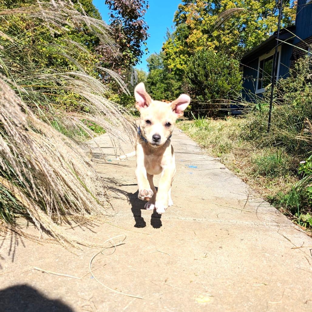 Enlarge Fern's Skelly, a Adoptable mixed breed in Chantilly, VA image 6/6