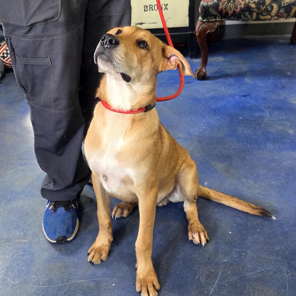 Zeus, ADOPTABLE, Young Male Pit Bull Terrier & Catahoula Leopard Dog.