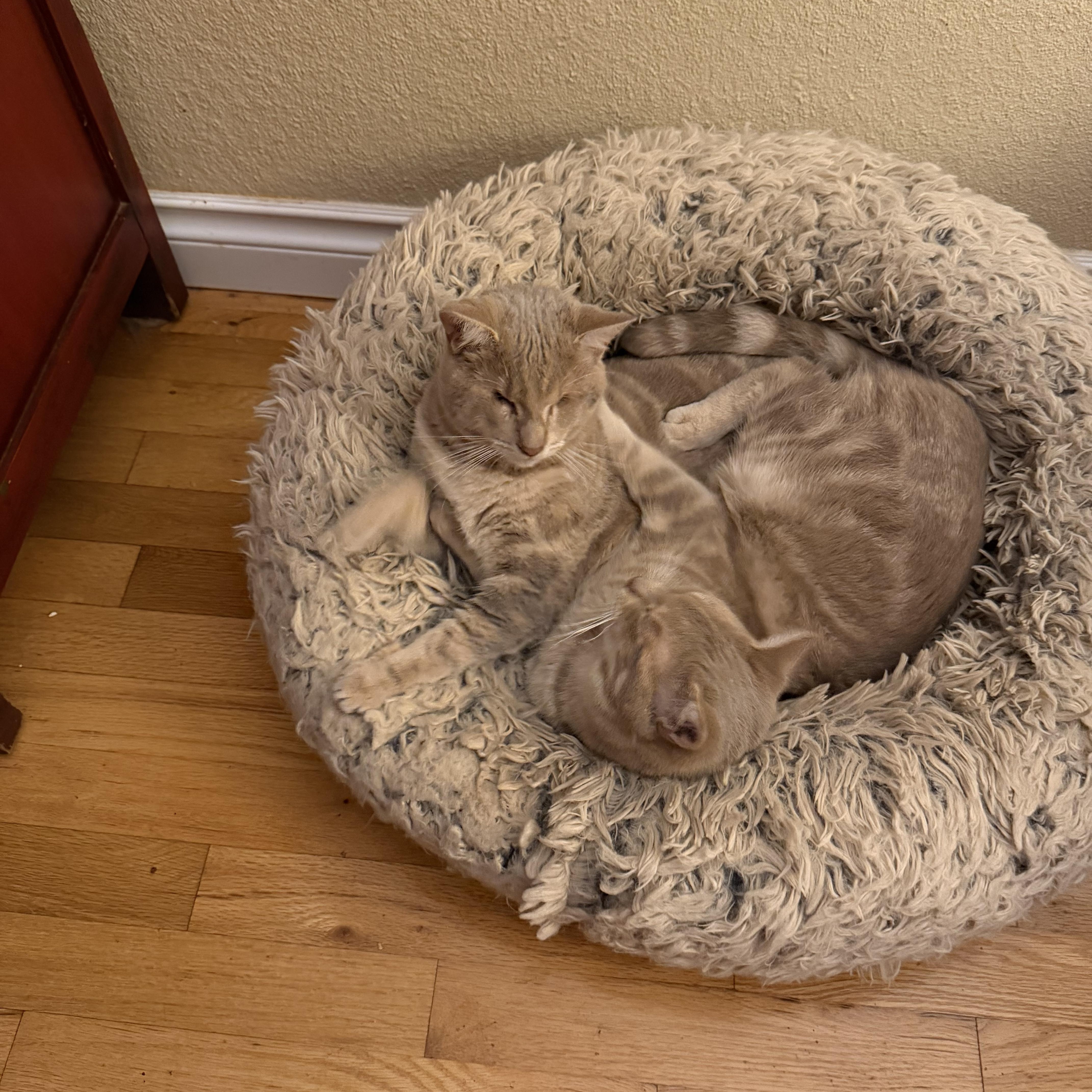 Enlarge Helen, a Adoptable Tabby in Woodinville, WA image 2/6