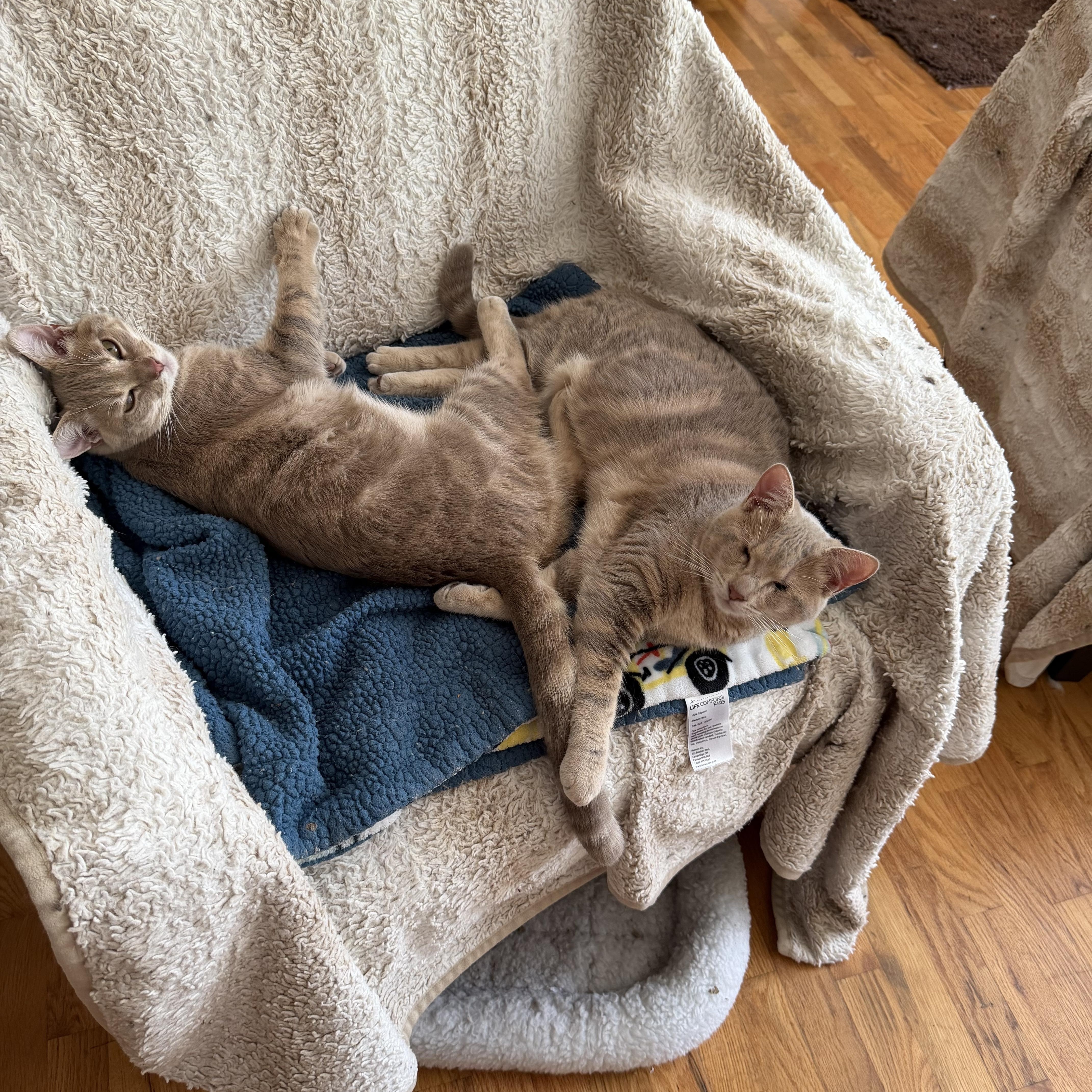 Enlarge Helen, a Adoptable Tabby in Woodinville, WA image 4/6