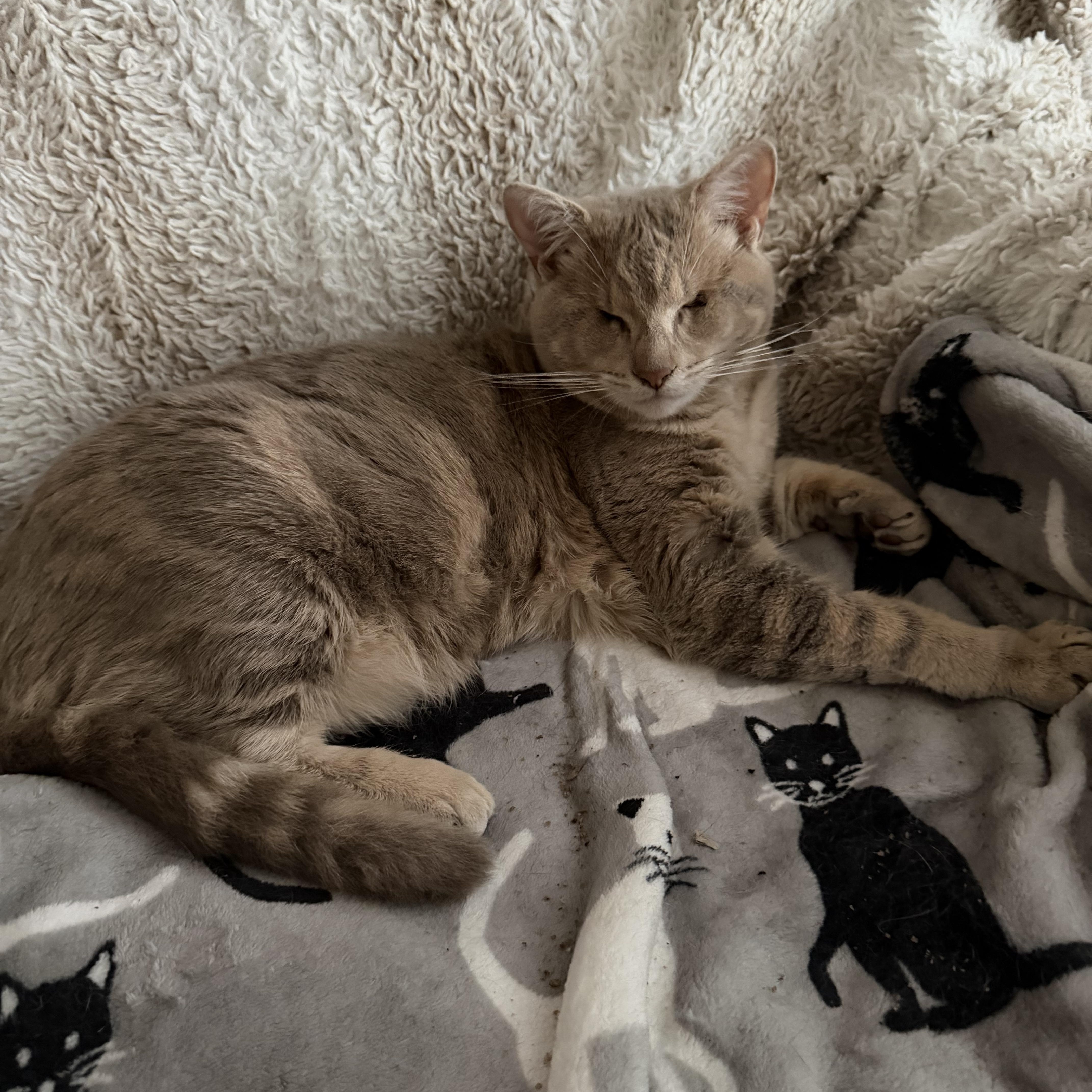 Enlarge Helen, a Adoptable Tabby in Woodinville, WA image 1/6