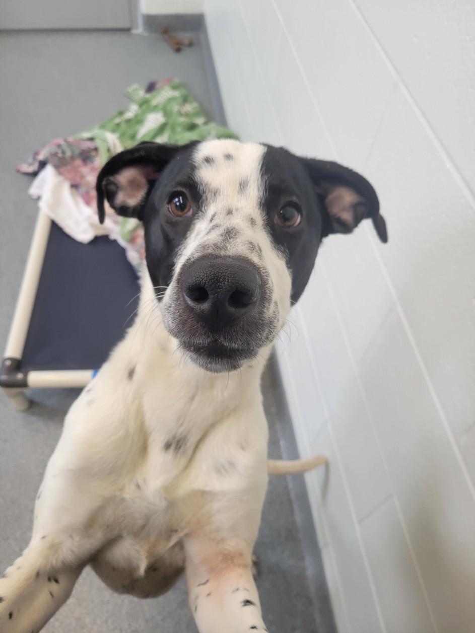 Enlarge DUKE, a Adoptable mixed breed in Toledo, OH image 1/1