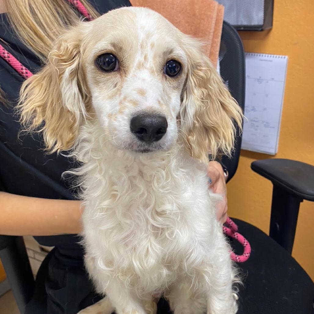 DUNCAN, ADOPTABLE, Puppy Male Cocker Spaniel & Basset Hound.