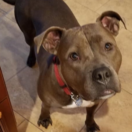 Enlarge Fiona, a Adoptable mixed breed in Wayne, NJ image 1/12