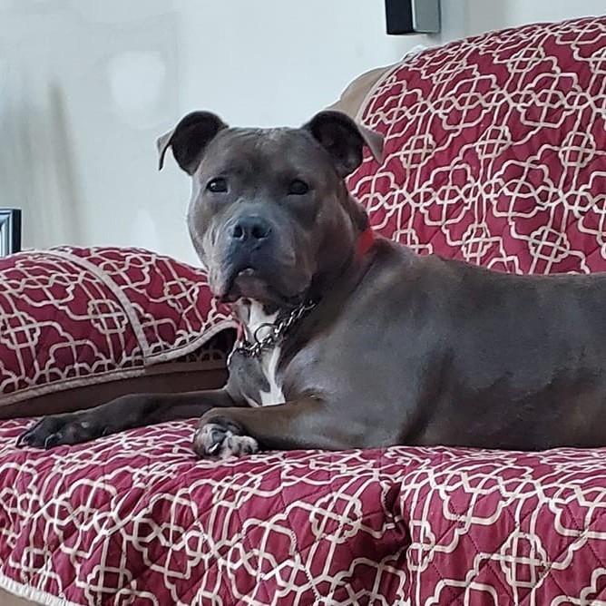 Enlarge Fiona, a Adoptable mixed breed in Wayne, NJ image 2/12