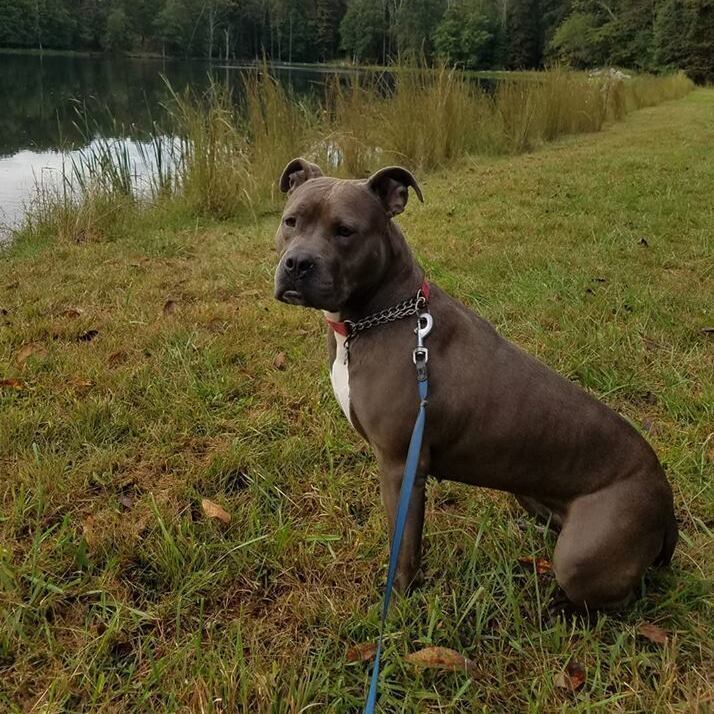 Fiona, Adult Female unknown
