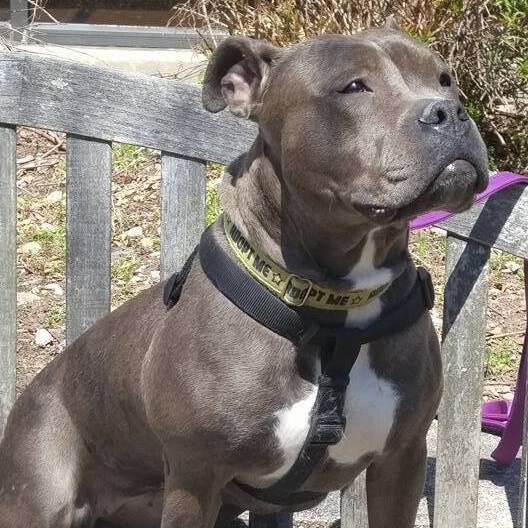 Enlarge Fiona, a Adoptable mixed breed in Wayne, NJ image 4/12