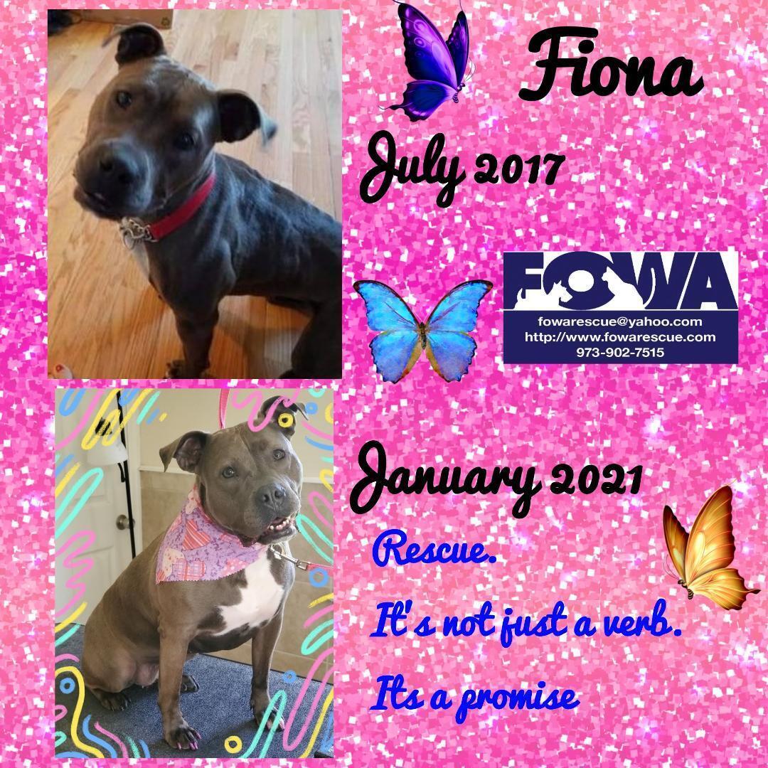 Enlarge Fiona, a Adoptable mixed breed in Wayne, NJ image 5/12