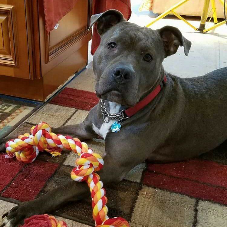 Enlarge Fiona, a Adoptable mixed breed in Wayne, NJ image 6/12