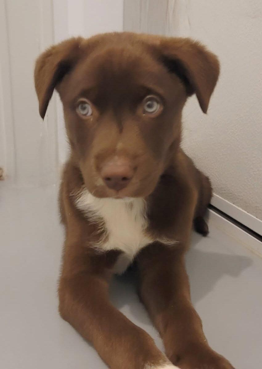 Cooper, Adopted, Puppy Male Australian Shepherd.