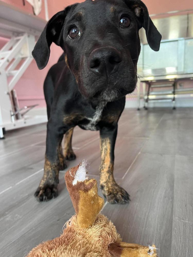 Enlarge Cane 2026, a Adoptable mixed breed in Wenonah, NJ image 2/3
