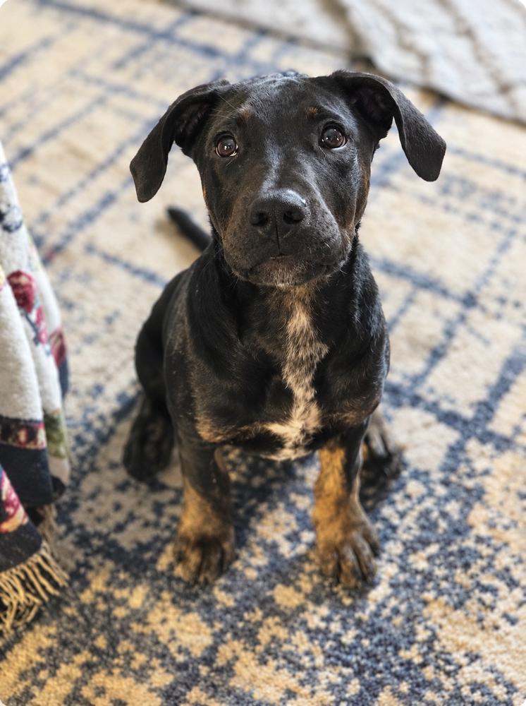 Enlarge Cane 2026, a Adoptable mixed breed in Wenonah, NJ image 3/3