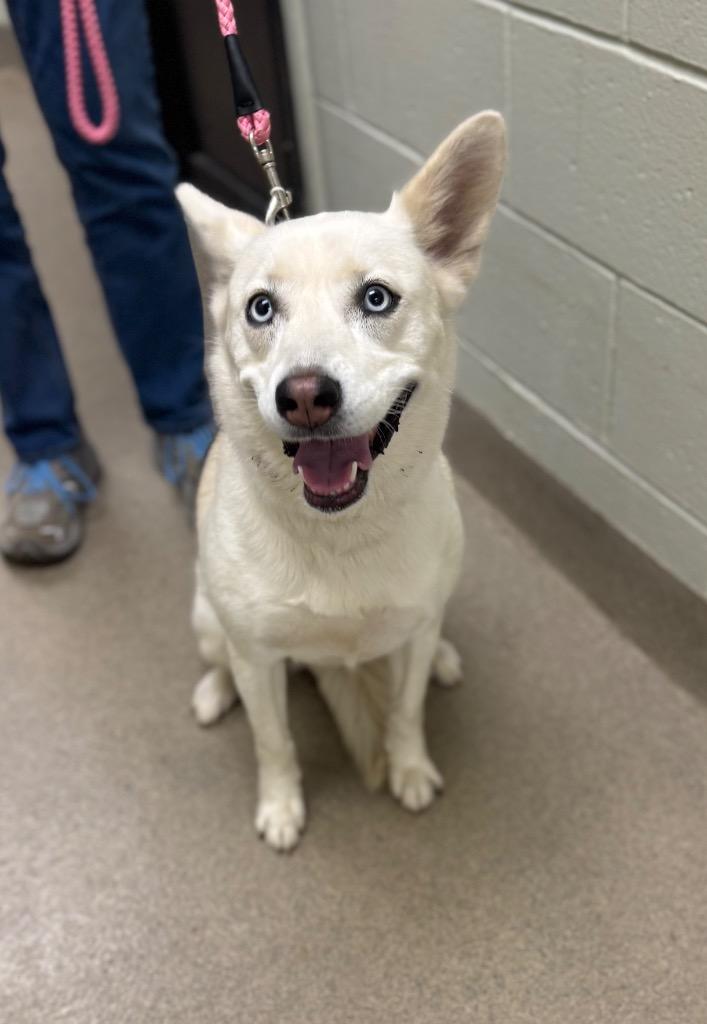 Christine, Adoptable, Adult Female Husky.
