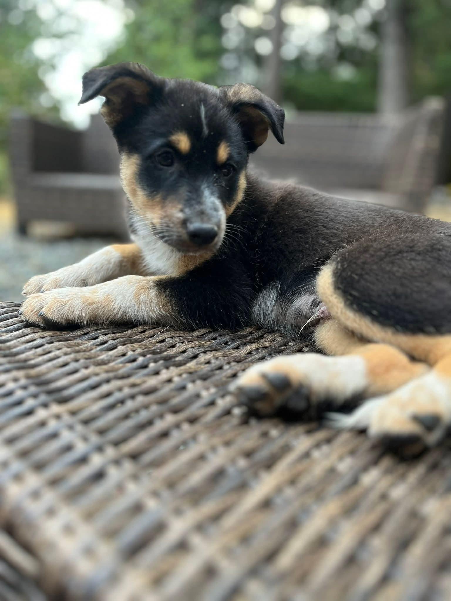 Boots, Adopted, Young Male Australian Cattle Dog / Blue Heeler.