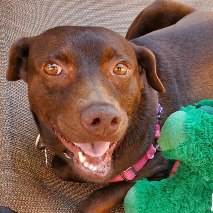 Shawnee, Adoptable, Adult Female Mixed Breed & Labrador Retriever.