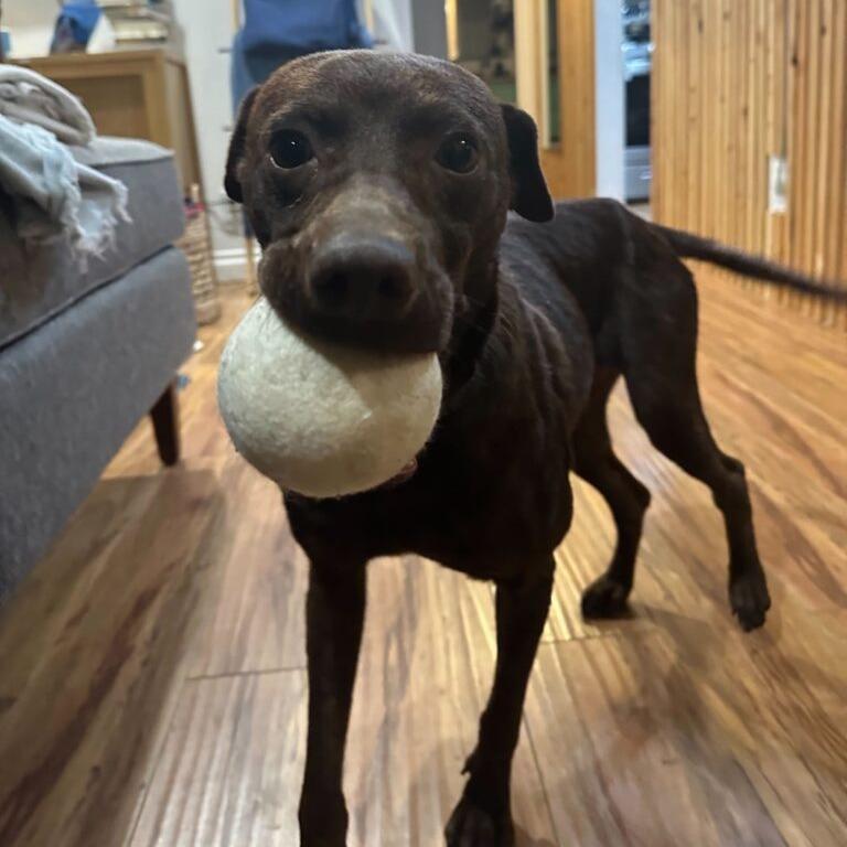Enlarge Shawnee, a Adoptable mixed breed in San Diego, CA image 2/6