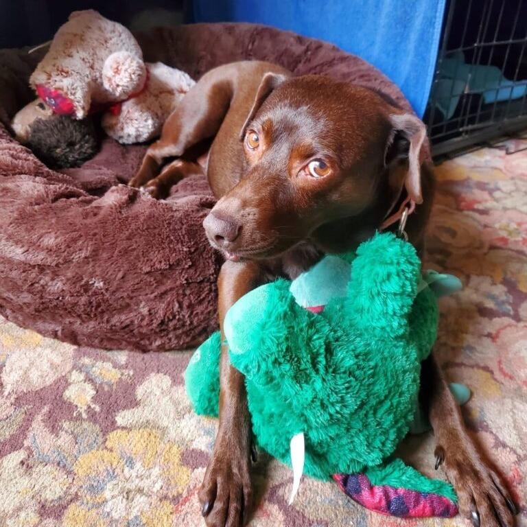 Enlarge Shawnee, a Adoptable mixed breed in San Diego, CA image 3/6