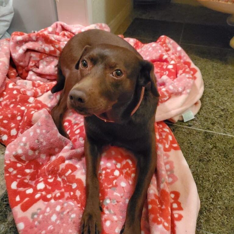 Enlarge Shawnee, a Adoptable mixed breed in San Diego, CA image 4/6