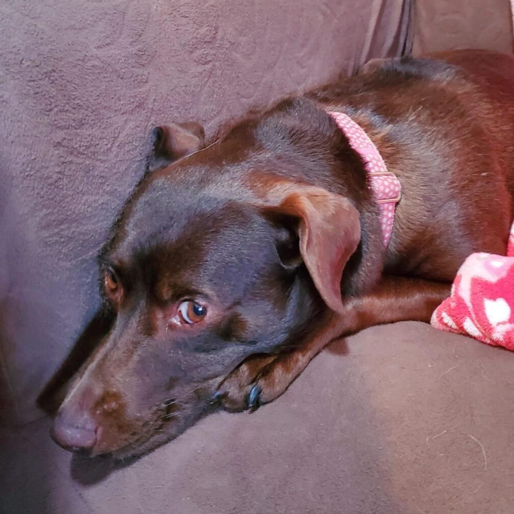 Enlarge Shawnee, a Adoptable mixed breed in San Diego, CA image 5/6