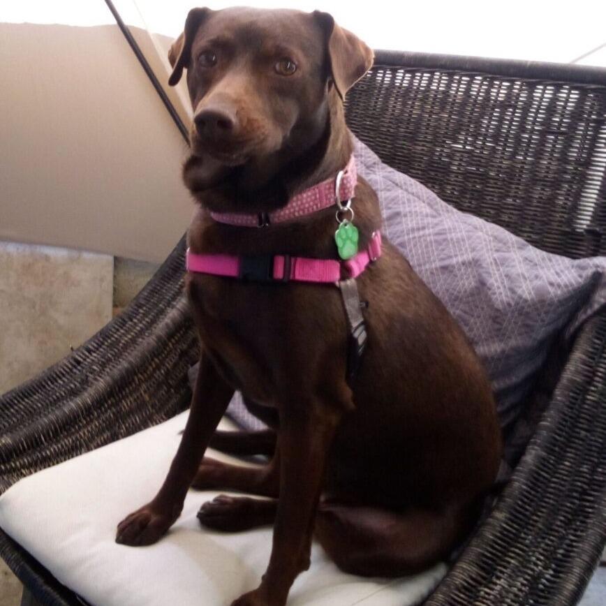 Enlarge Shawnee, a Adoptable mixed breed in San Diego, CA image 6/6