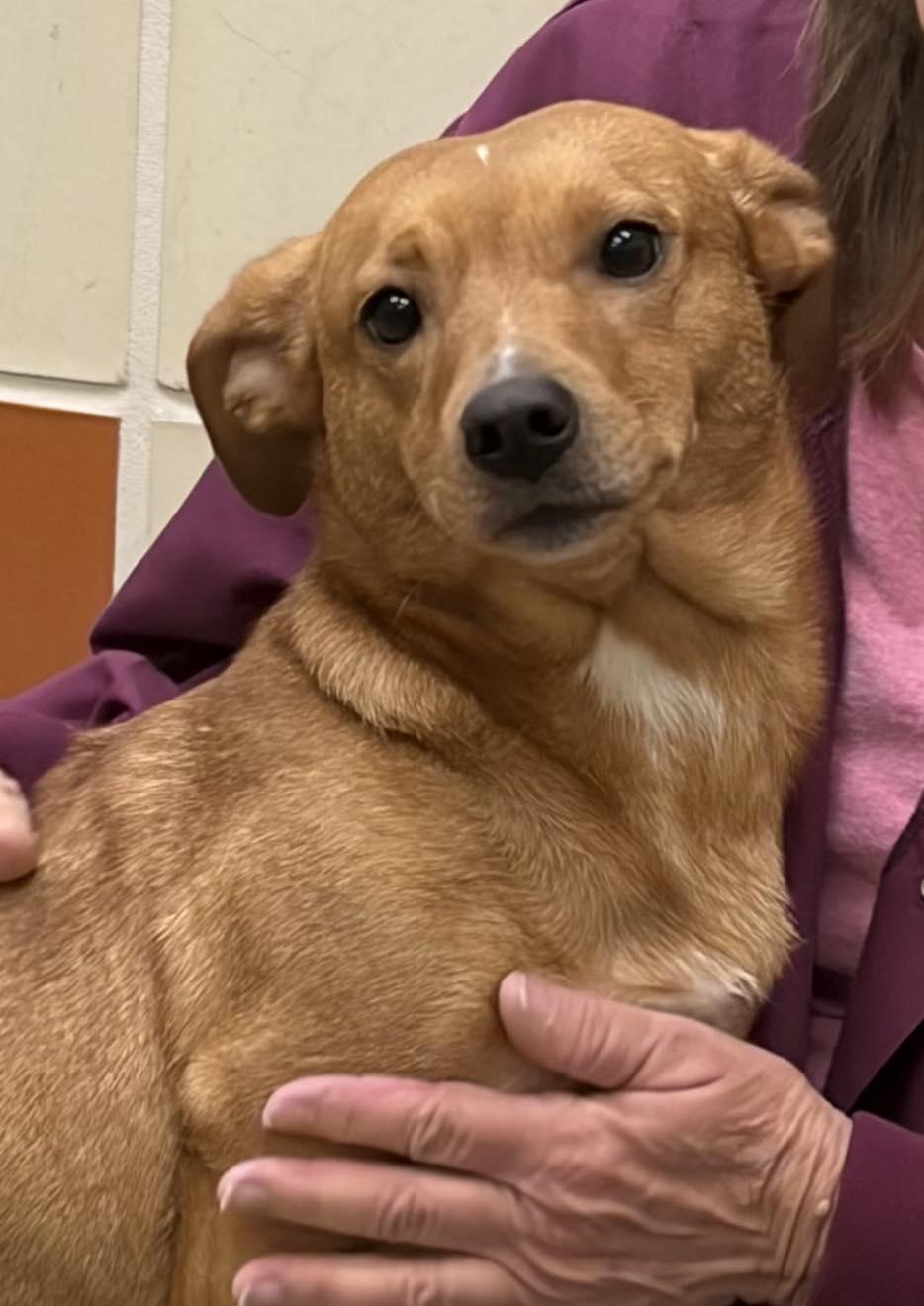 Enlarge Buttercup, an adopted mixed breed in Winchester, VA image 4/4