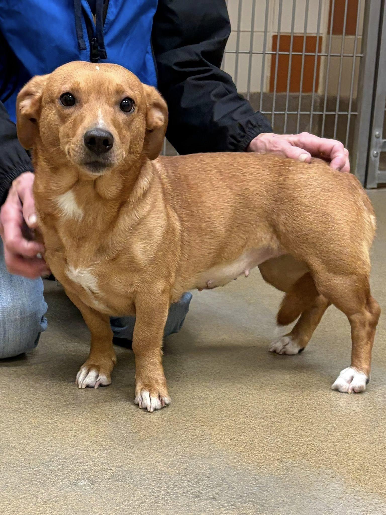 Enlarge Buttercup, an adopted mixed breed in Winchester, VA image 2/4