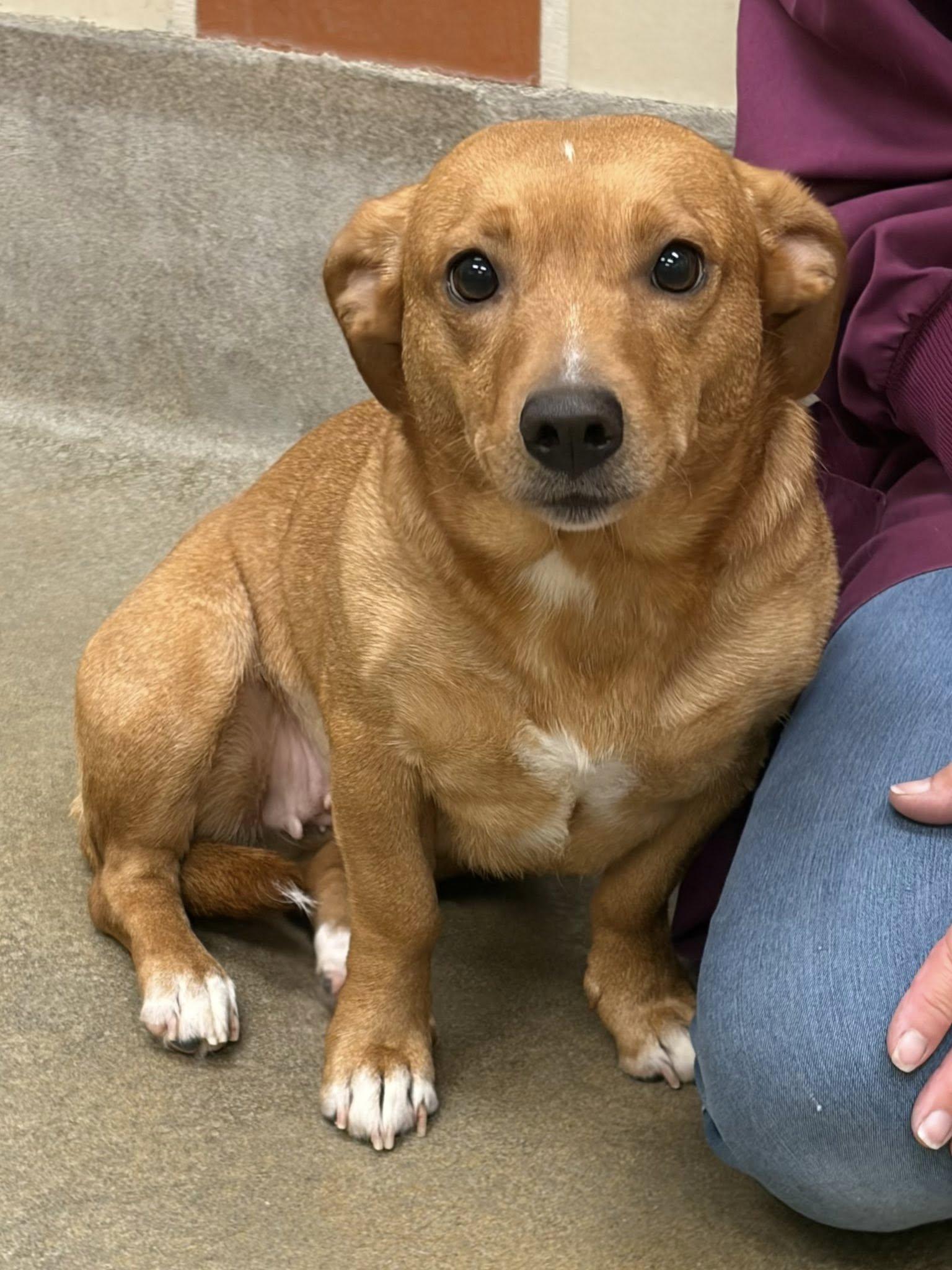 Enlarge Buttercup, an adopted mixed breed in Winchester, VA image 1/4