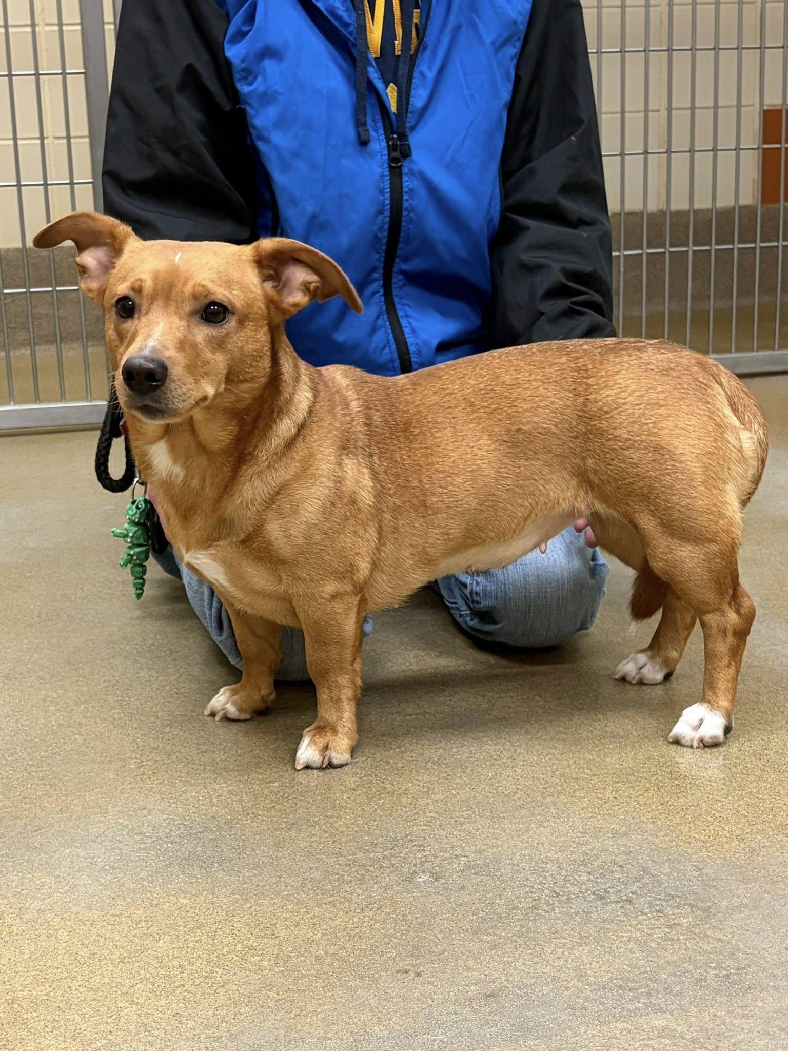 Enlarge Buttercup, an adopted mixed breed in Winchester, VA image 3/4