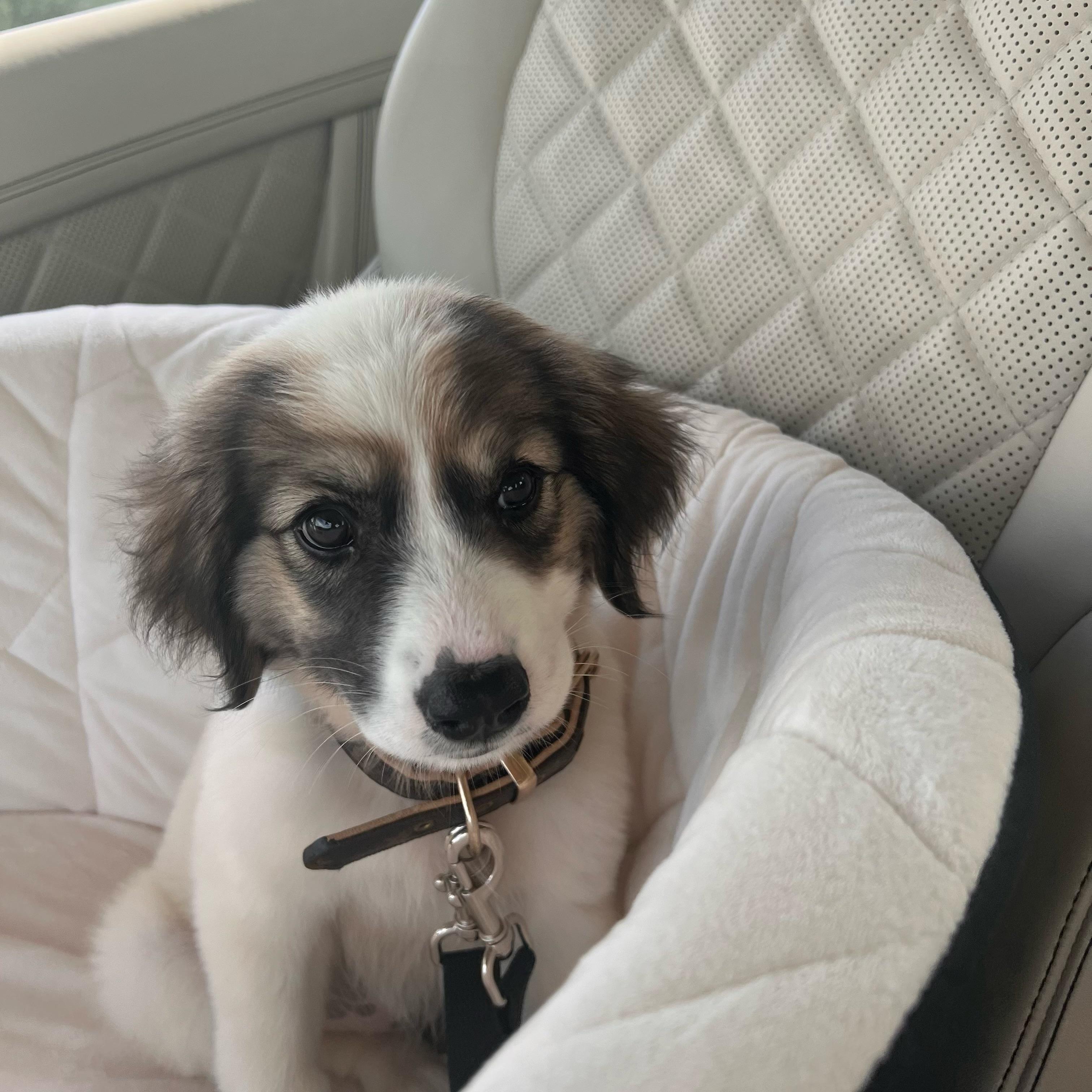 Carlie HTX, Adopted, Adult Female Great Pyrenees.