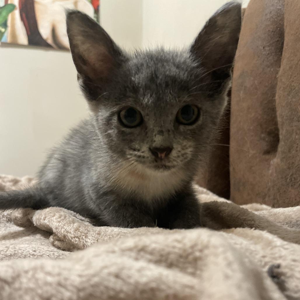 Enlarge Harley, a Adoptable Domestic Short Hair in Colorado Springs, CO image 1/1