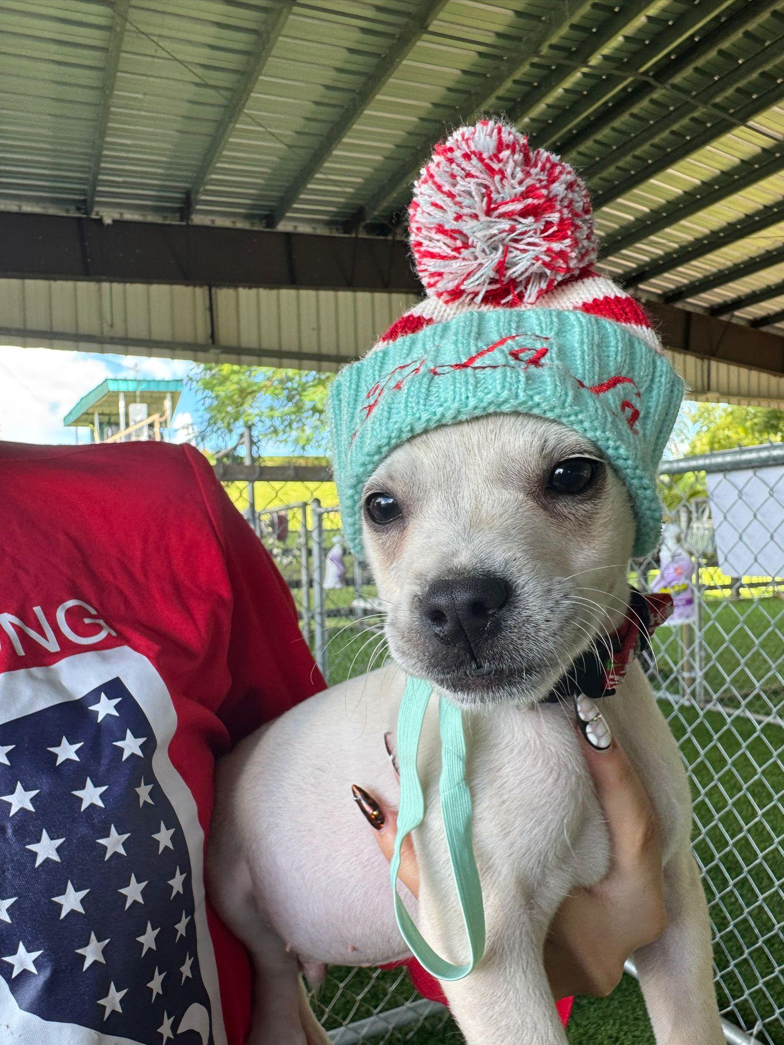 Enlarge Bean, a Adoptable Mixed Breed in Morristown, NJ image 3/4