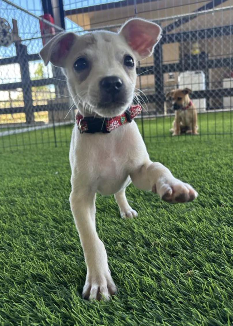 Enlarge Bean, a Adoptable Mixed Breed in Morristown, NJ image 4/4
