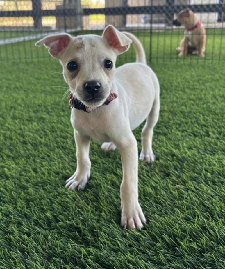 Enlarge Bean, a Adoptable Mixed Breed in Morristown, NJ image 1/4