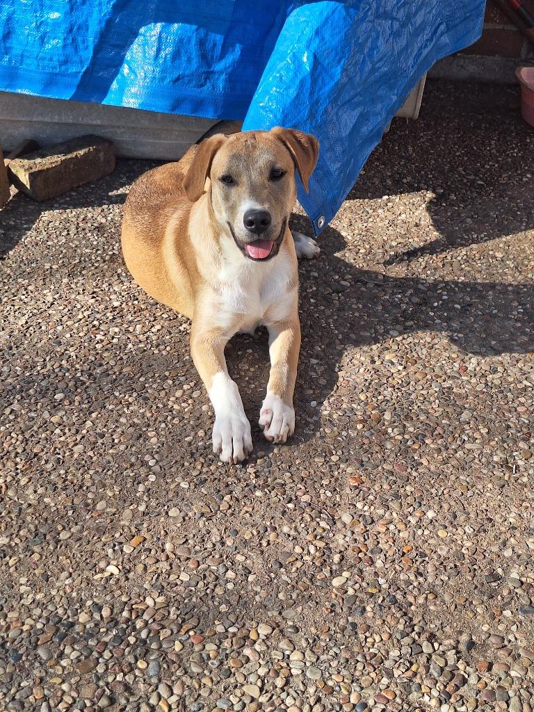 Diva - Davan, Adoptable, Young Female Labrador Retriever & Mixed Breed.