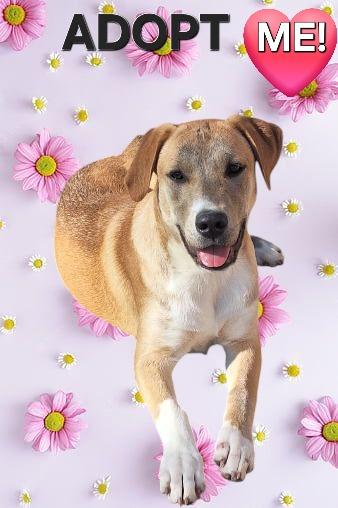 Enlarge Diva - Davan, a Adoptable mixed breed in Spring, TX image 2/6
