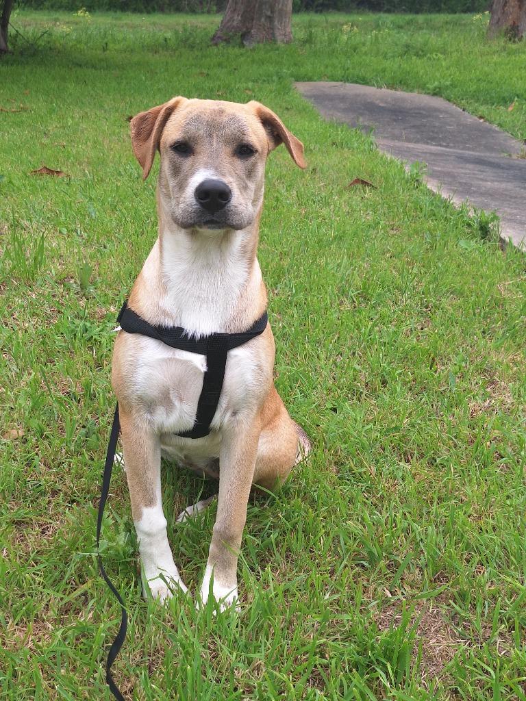 Enlarge Diva - Davan, a Adoptable mixed breed in Spring, TX image 4/6