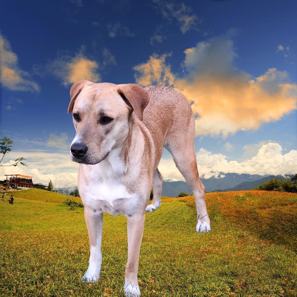 Enlarge Diva - Davan, a Adoptable mixed breed in Spring, TX image 5/6