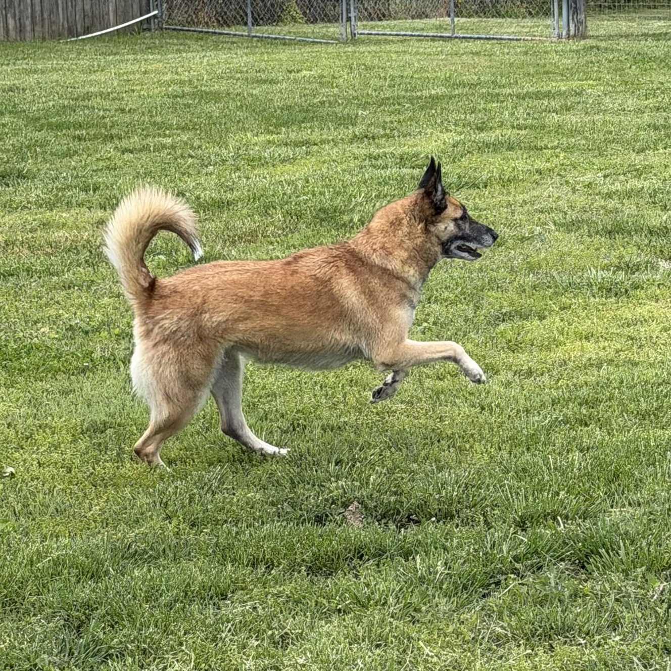 Enlarge Nova, a Adoptable mixed breed in Spring Hill, TN image 1/6