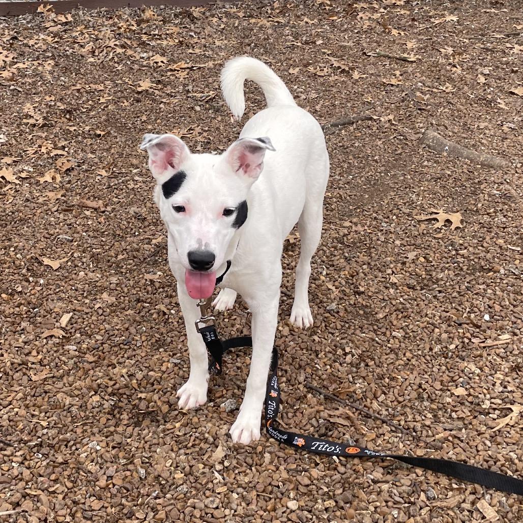 Enlarge Chessy, a Adoptable mixed breed in Nashville, TN image 1/6