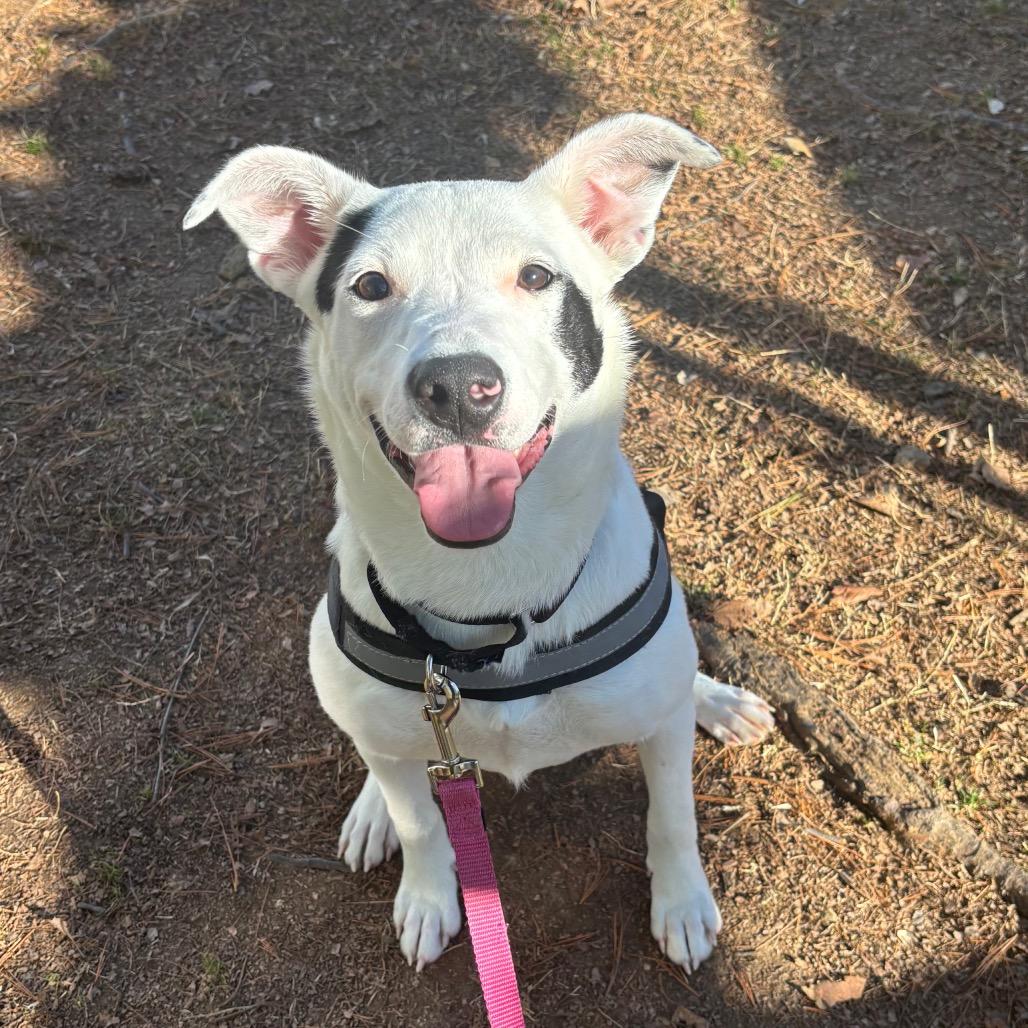 Enlarge Chessy, a Adoptable mixed breed in Nashville, TN image 2/6