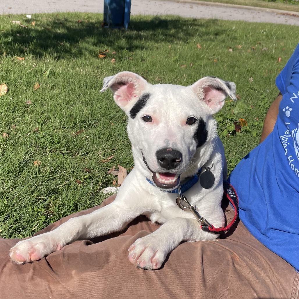 Enlarge Chessy, a Adoptable mixed breed in Nashville, TN image 3/6
