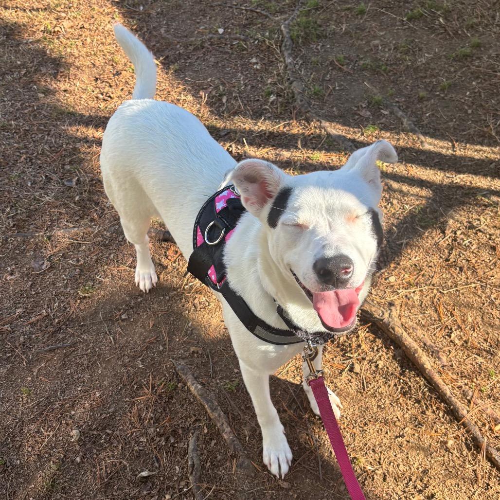 Enlarge Chessy, a Adoptable mixed breed in Nashville, TN image 4/6