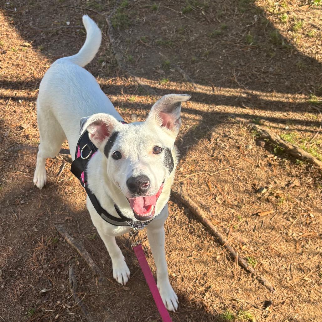 Enlarge Chessy, a Adoptable mixed breed in Nashville, TN image 5/6