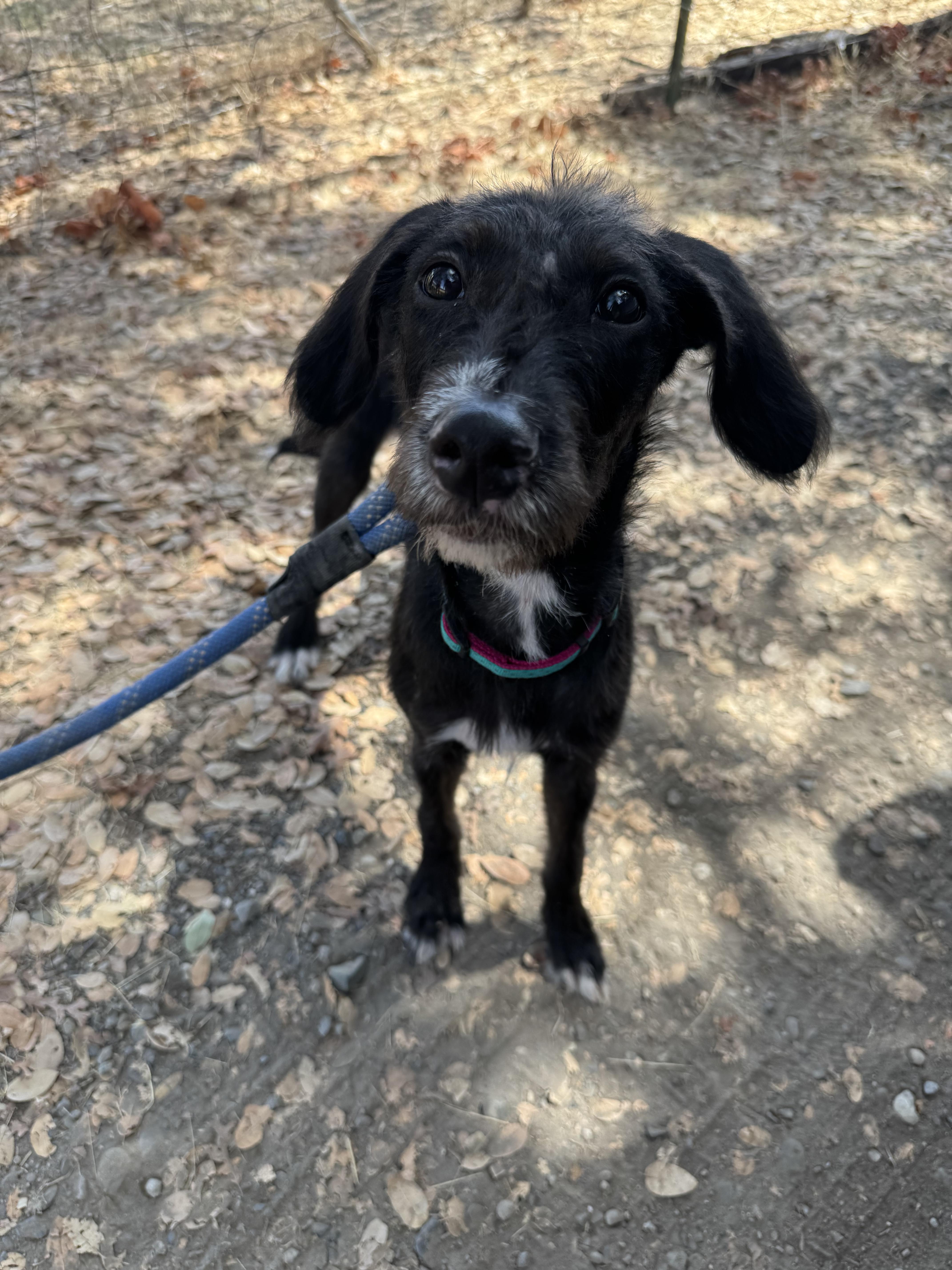 Molly, Adopted, Puppy Female Poodle.