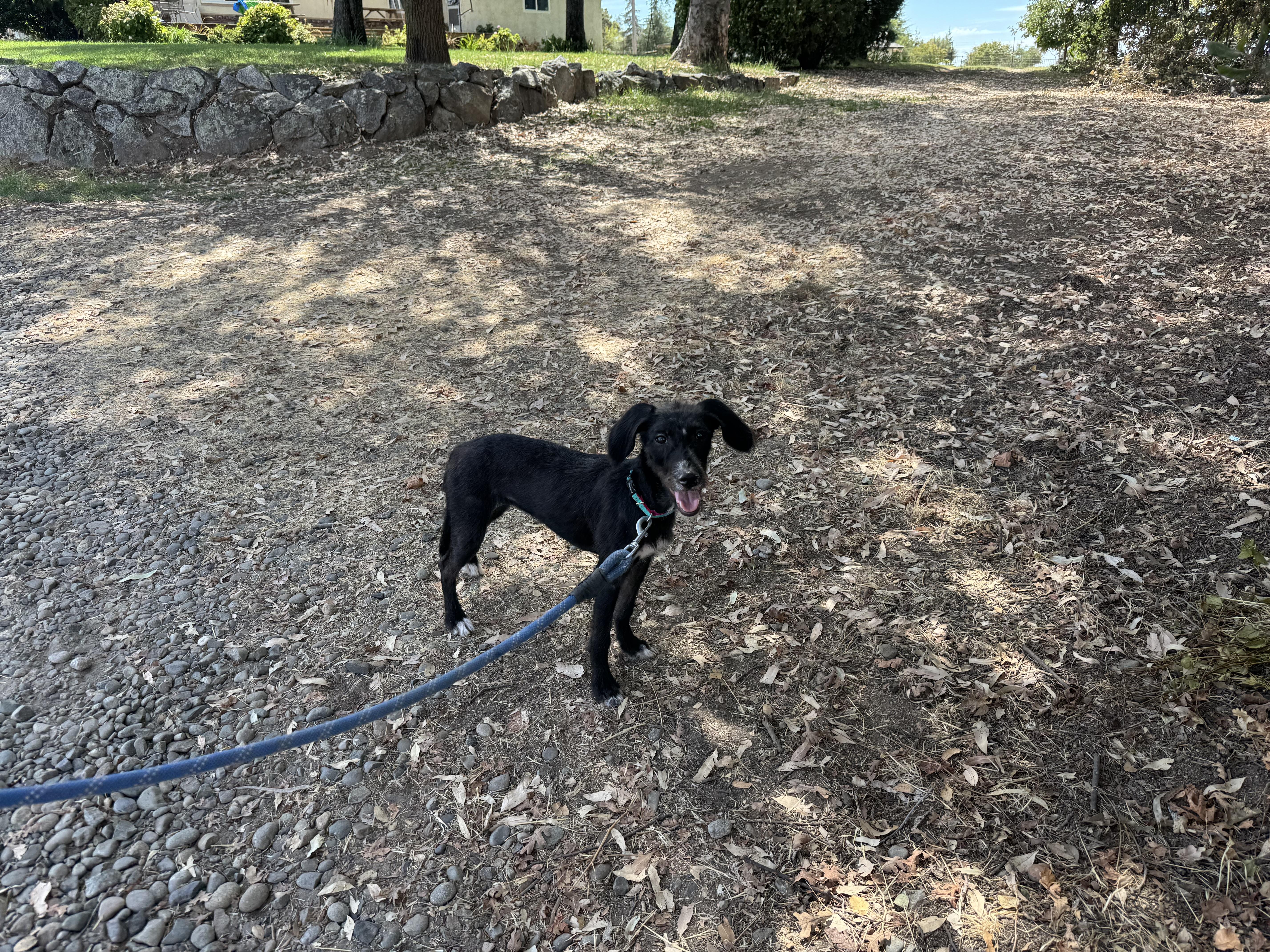 Enlarge Molly, a Adopted mixed breed in Lincoln, CA image 2/2