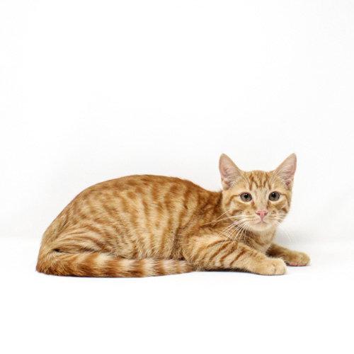 Enlarge Sherman, a Adoptable Domestic Short Hair in Florence, AZ image 1/1