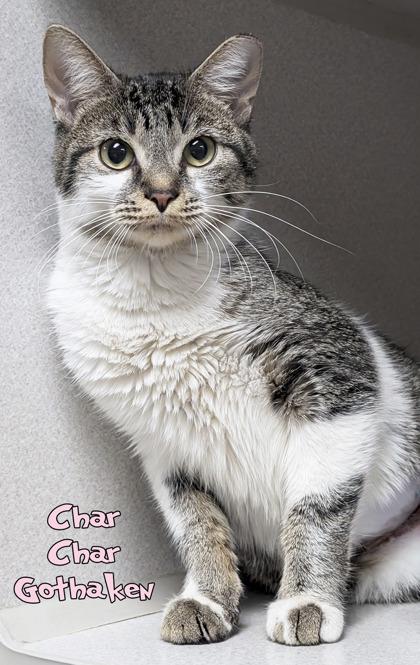 Char Char Gothaken, Adoptable, Adult Female Domestic Short Hair & Domestic Short Hair.